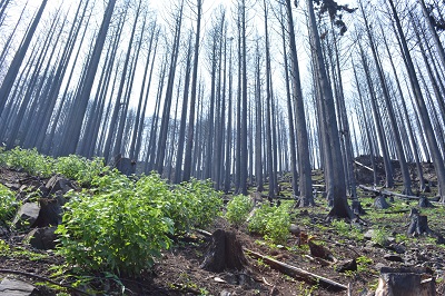 火災で焼け残った樹木